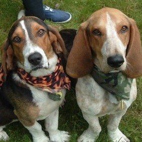 bassets
